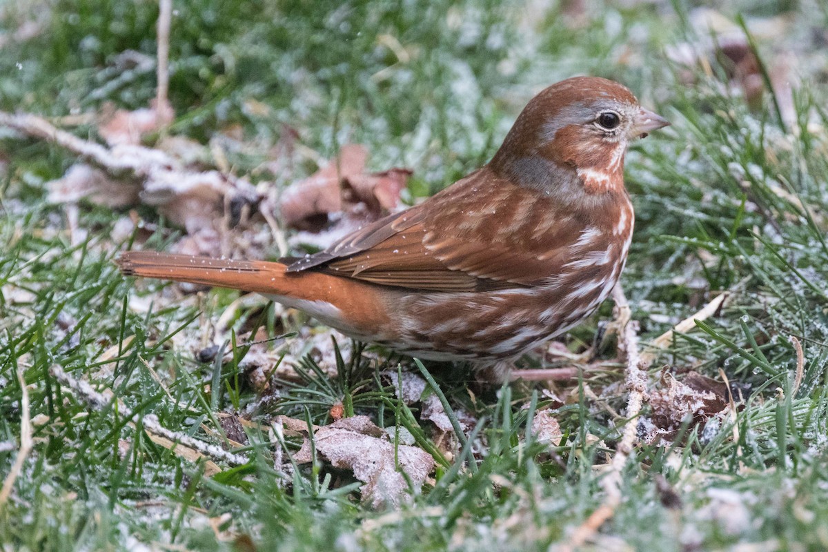 Fox Sparrow (Red) - ML26795321