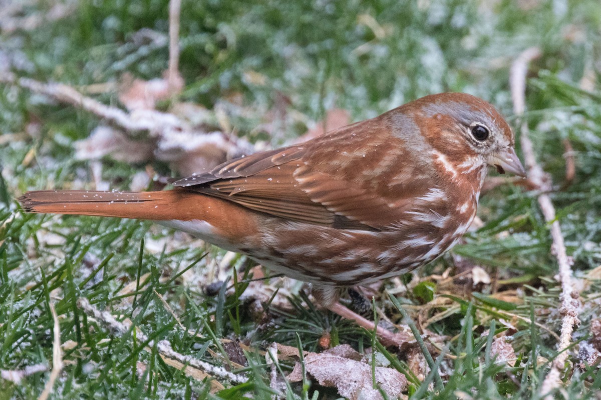 Fox Sparrow (Red) - ML26795331