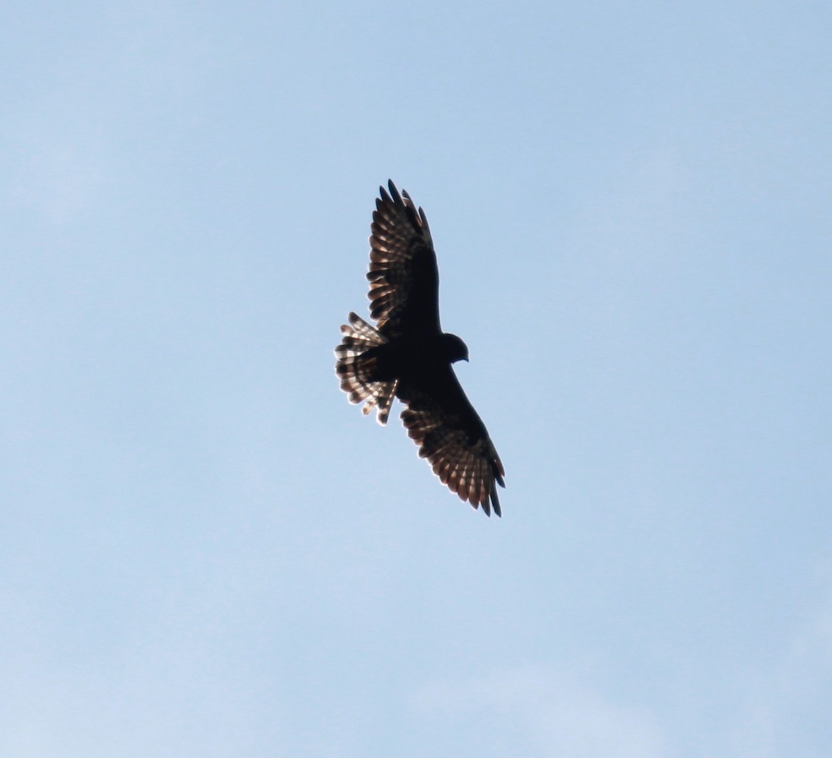 Short-tailed Hawk - Adrian Ciprés