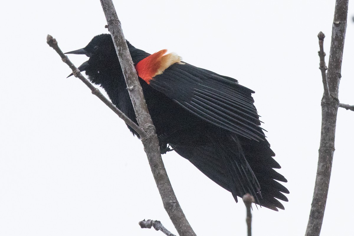 Red-winged Blackbird - ML26795501