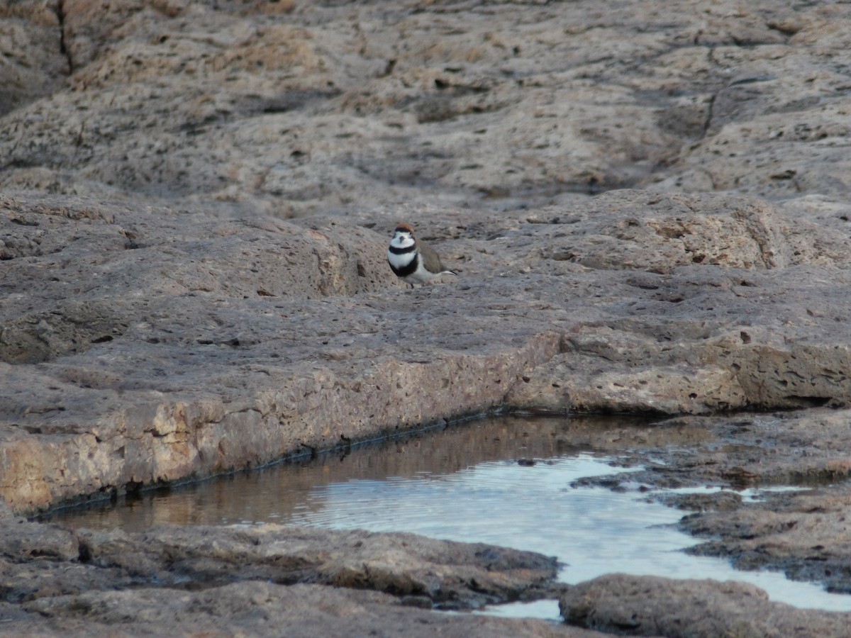 Two-banded Plover - ML267956781