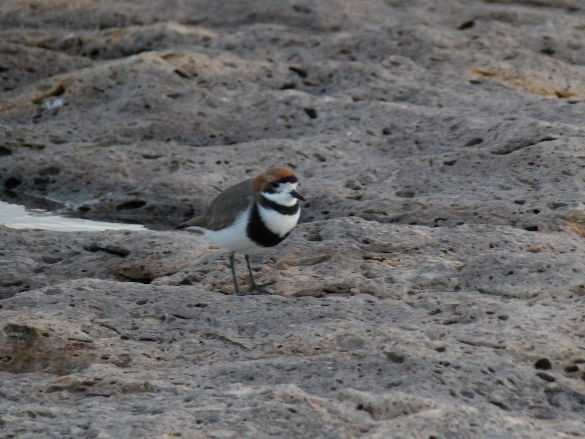 Two-banded Plover - ML267959291