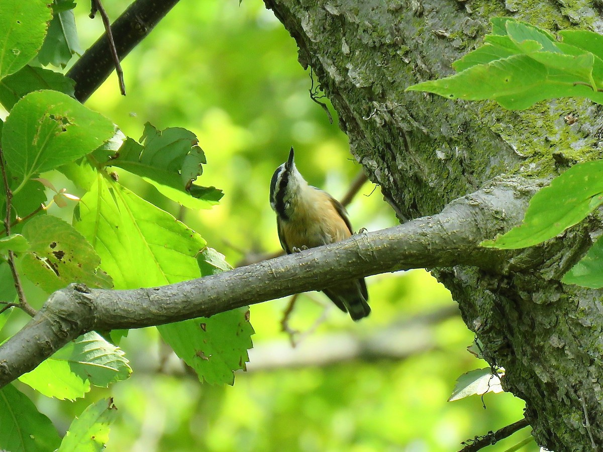 Red-breasted Nuthatch - Benjamin Murphy