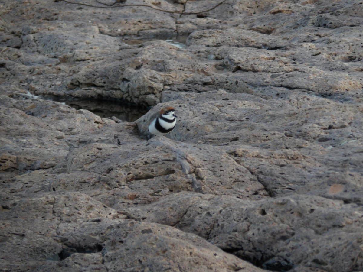 Two-banded Plover - ML267960281