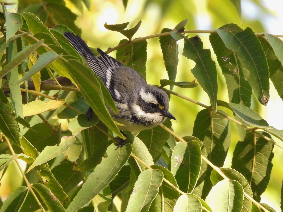 Black-throated Gray Warbler - ML267961171