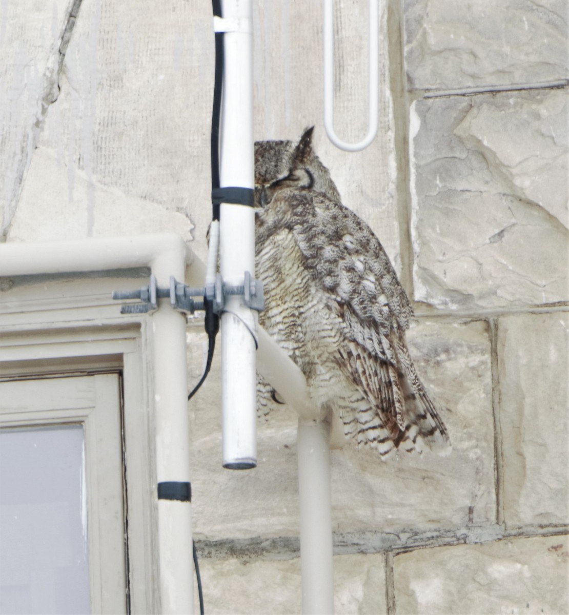 Great Horned Owl - ML267971811