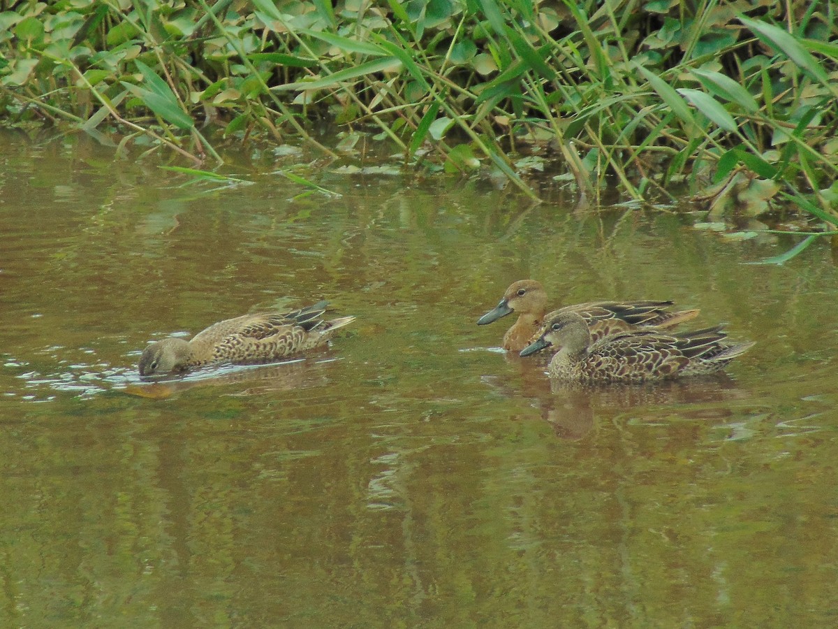 Blue-winged Teal - ML267972031