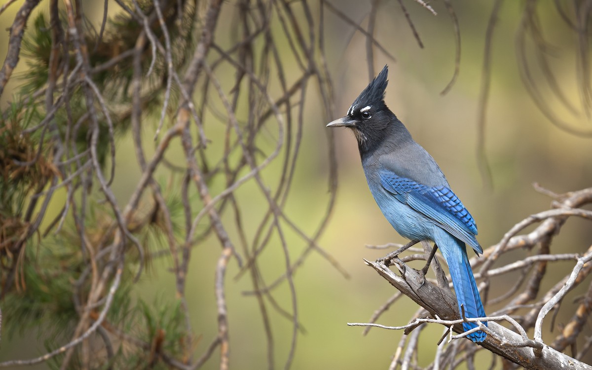 Ml Steller S Jay Interior Macaulay Library
