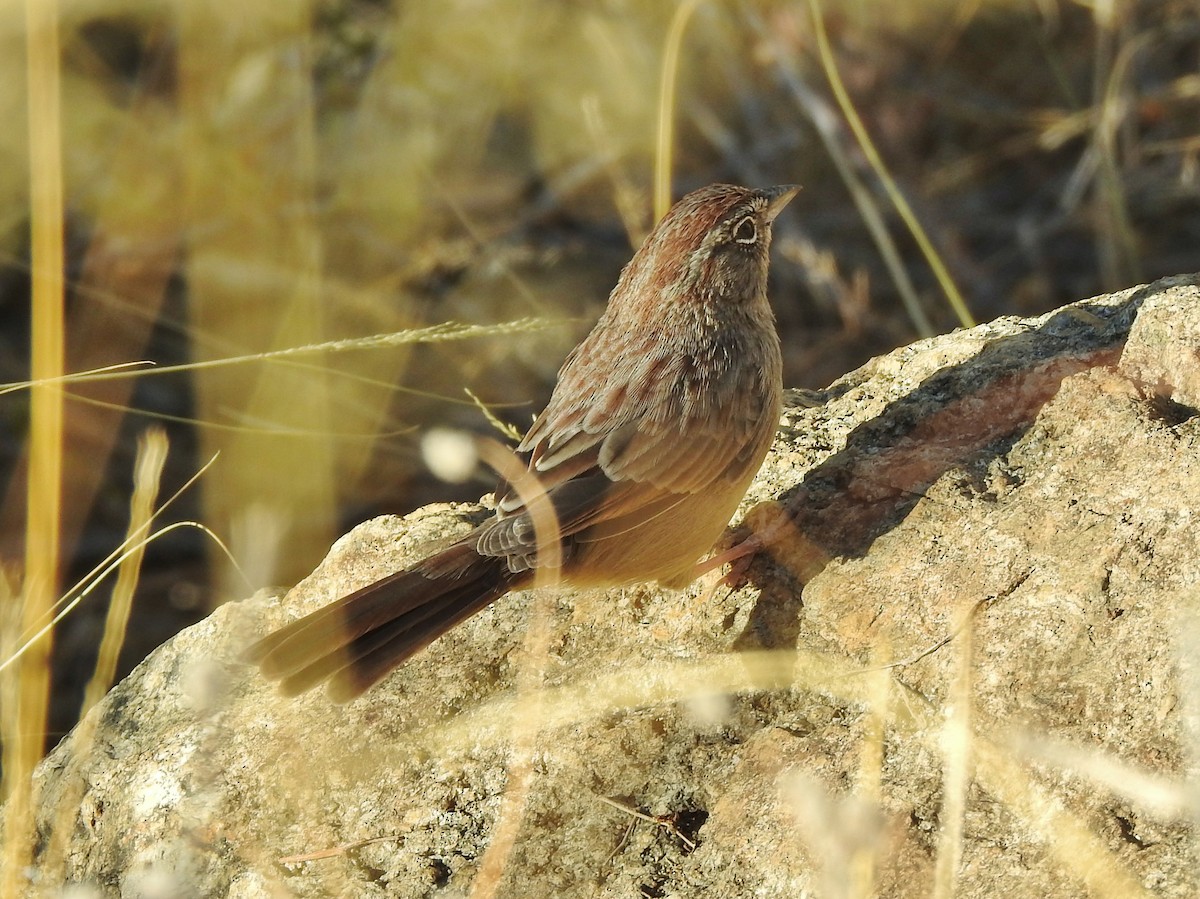 Rufous-crowned Sparrow - ML267977511