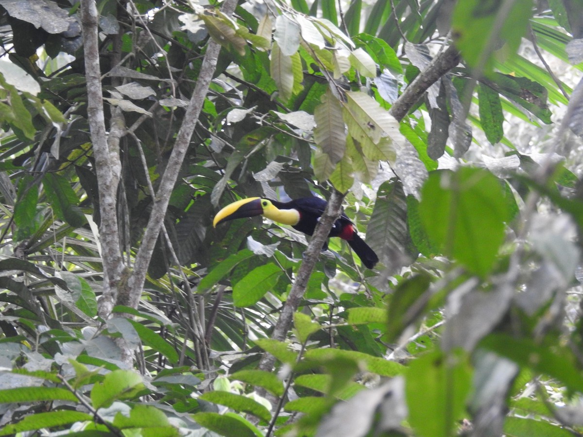 Yellow-throated Toucan - Luis Curillo