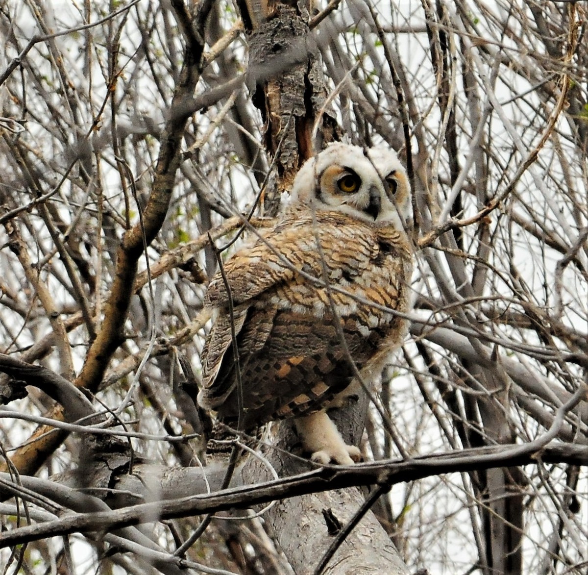 Great Horned Owl - ML267984971