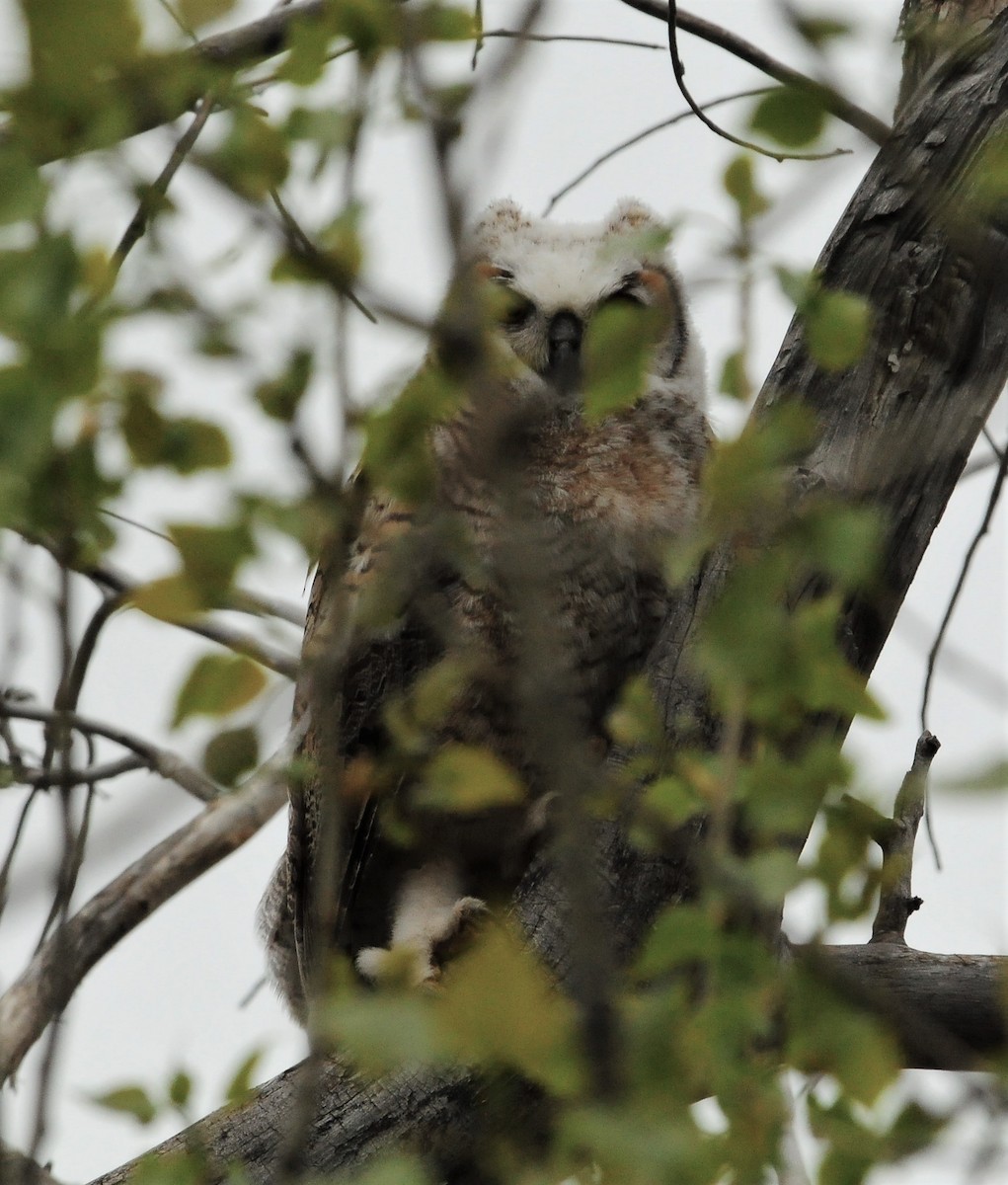 Great Horned Owl - ML267985051
