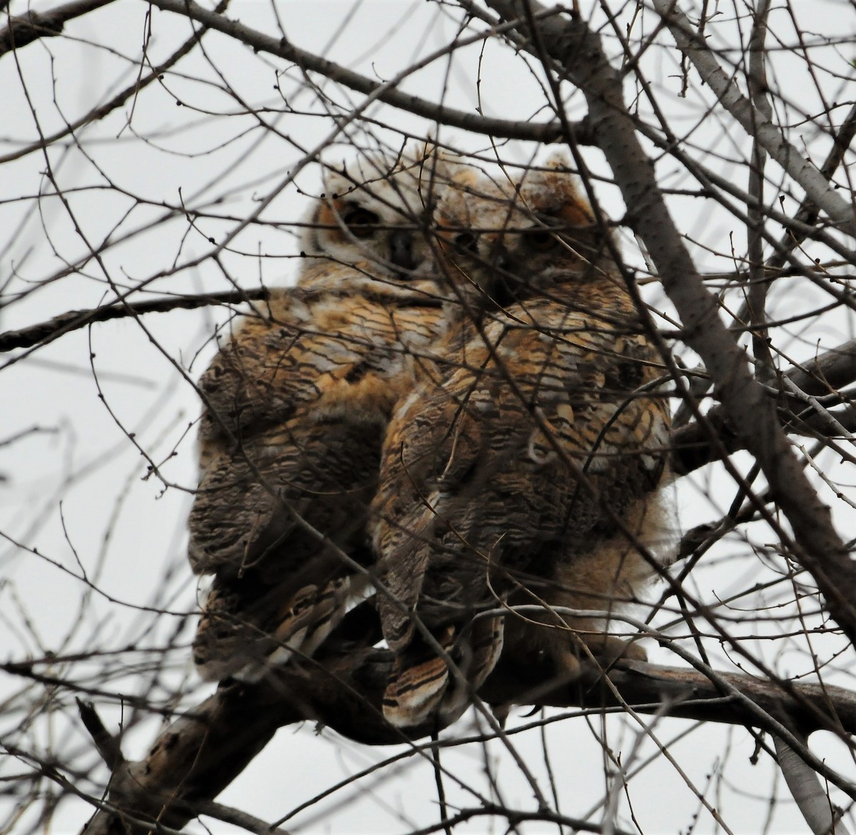 Great Horned Owl - ML267985131