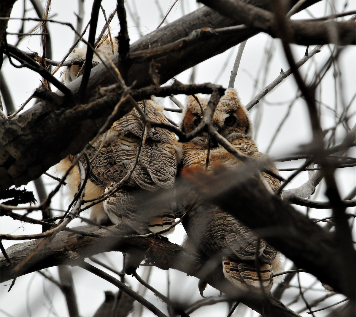 Great Horned Owl - ML267985161