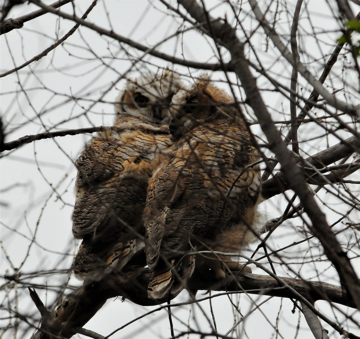 Great Horned Owl - ML267985191