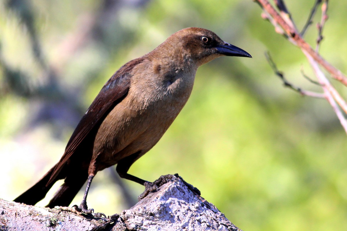 Great-tailed Grackle - ML26799201