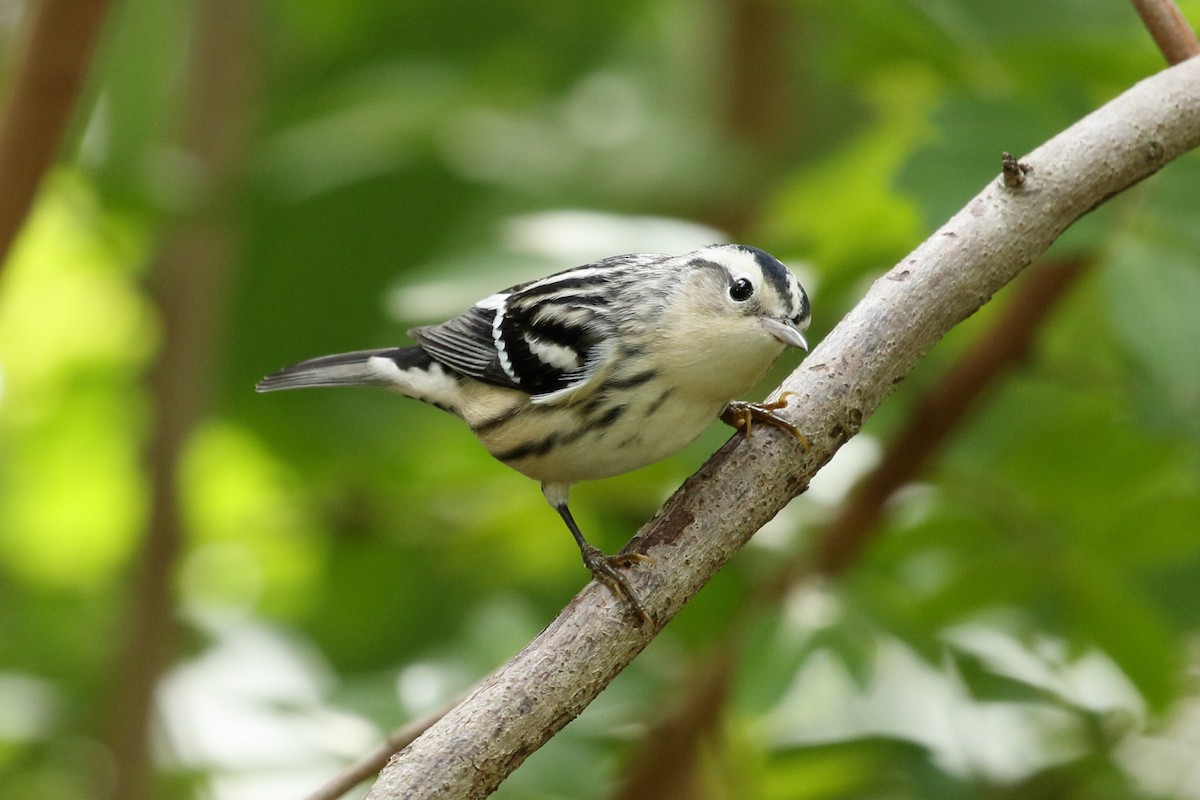 Black-and-white Warbler - ML267995941