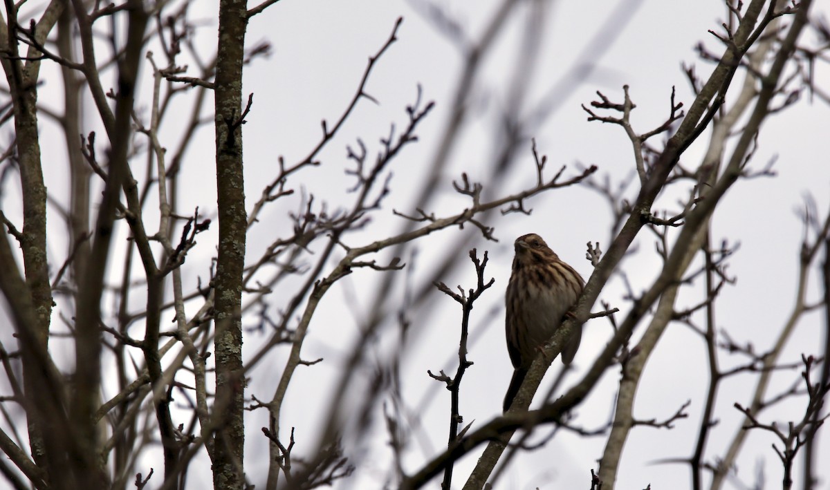 Song Sparrow - Kevin Murphy