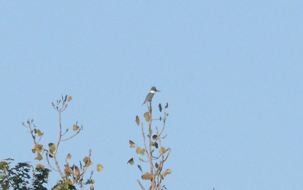 Belted Kingfisher - ML267997791