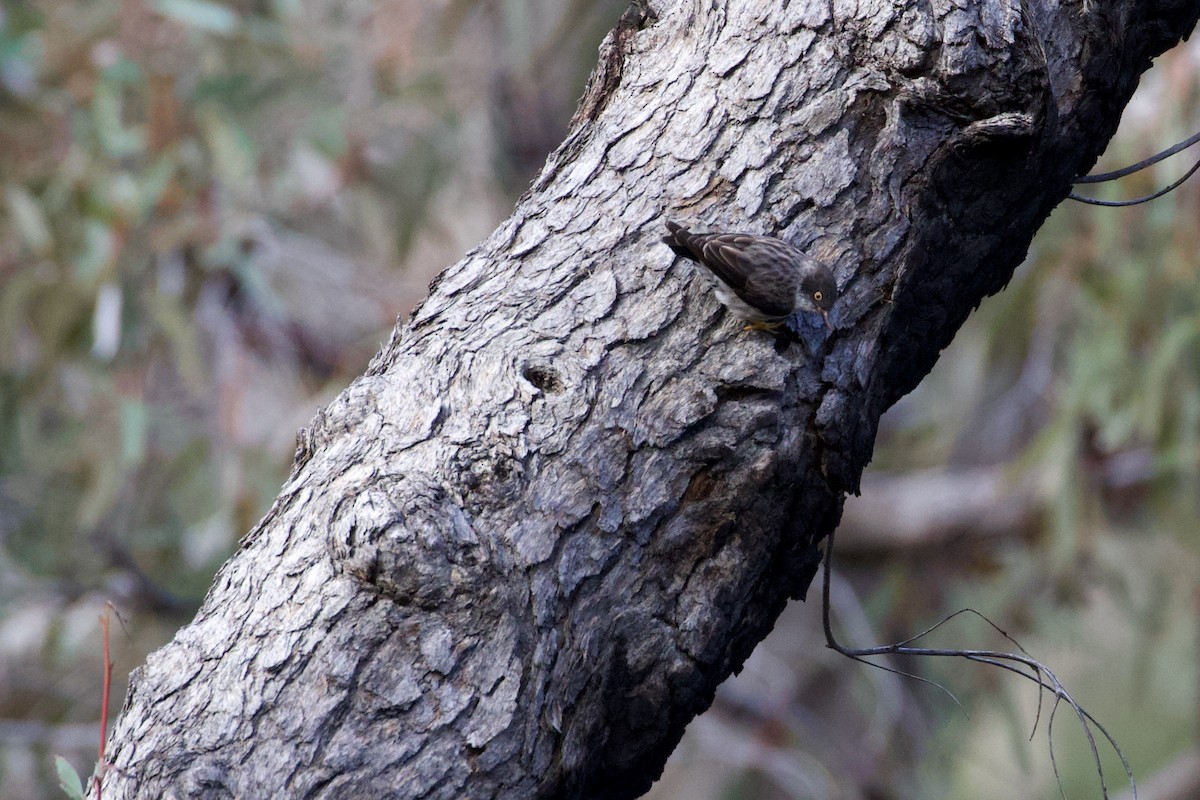 オーストラリアゴジュウカラ（chrysoptera） - ML267999081