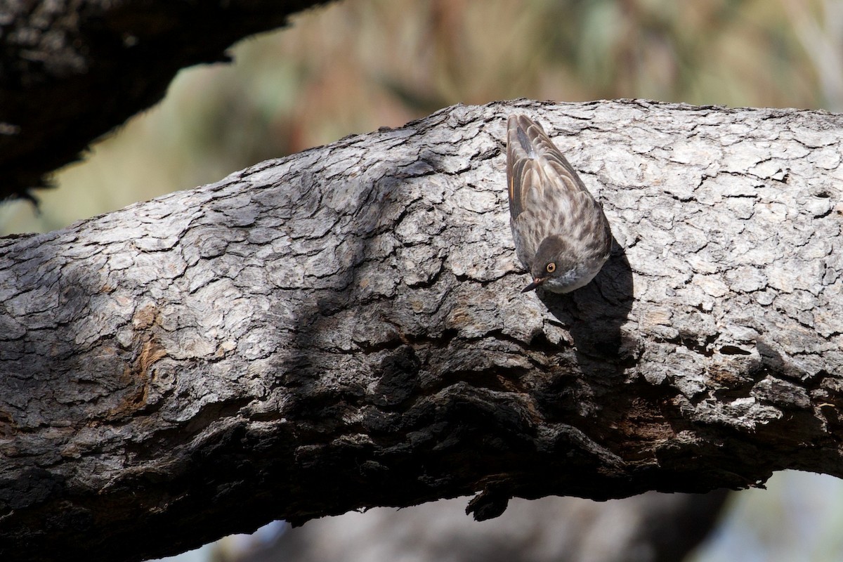 オーストラリアゴジュウカラ（chrysoptera） - ML267999151