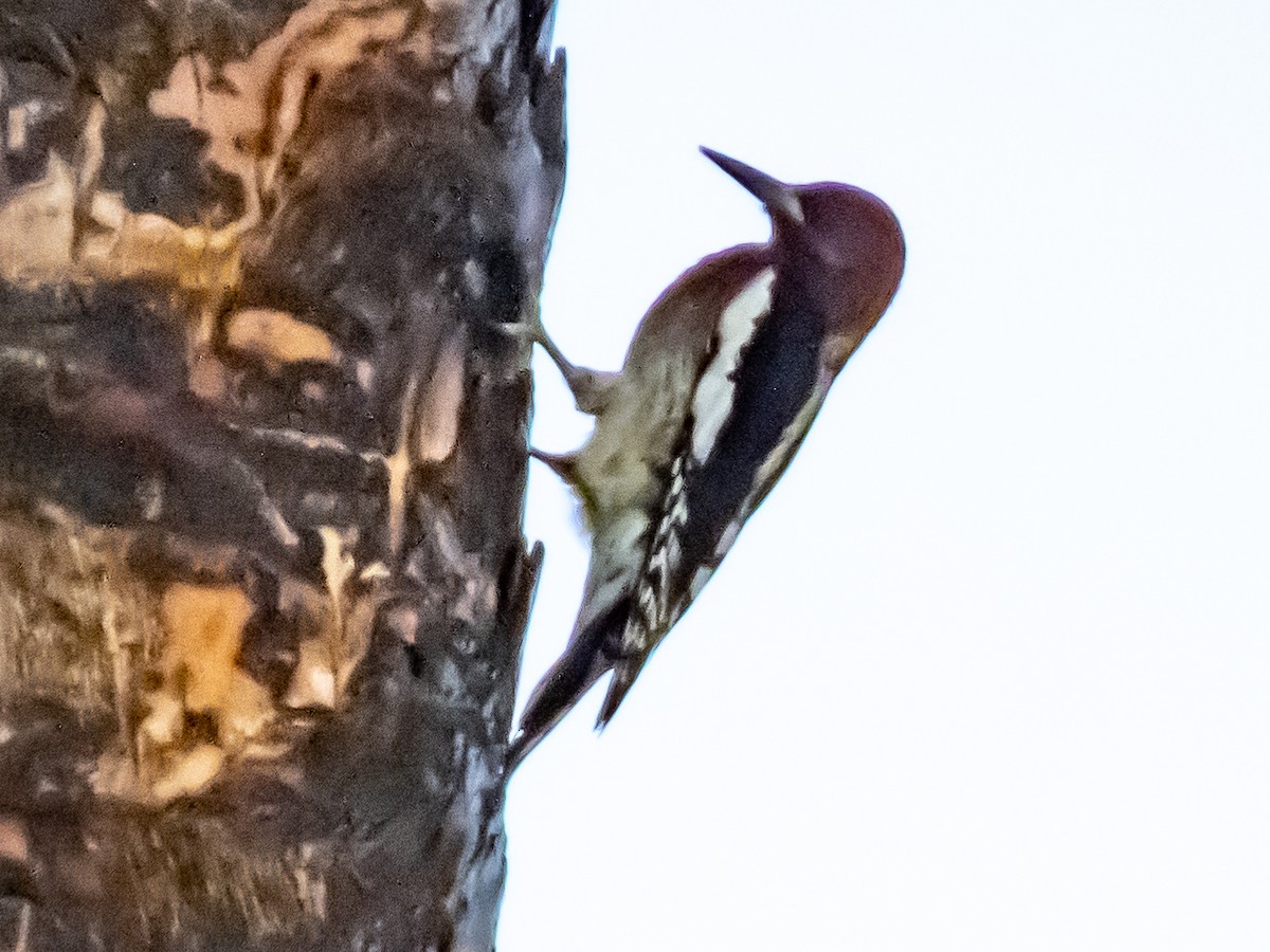 eBird Checklist - 3 Oct 2020 - Rancho Jurupa Park - 48 species (+1 