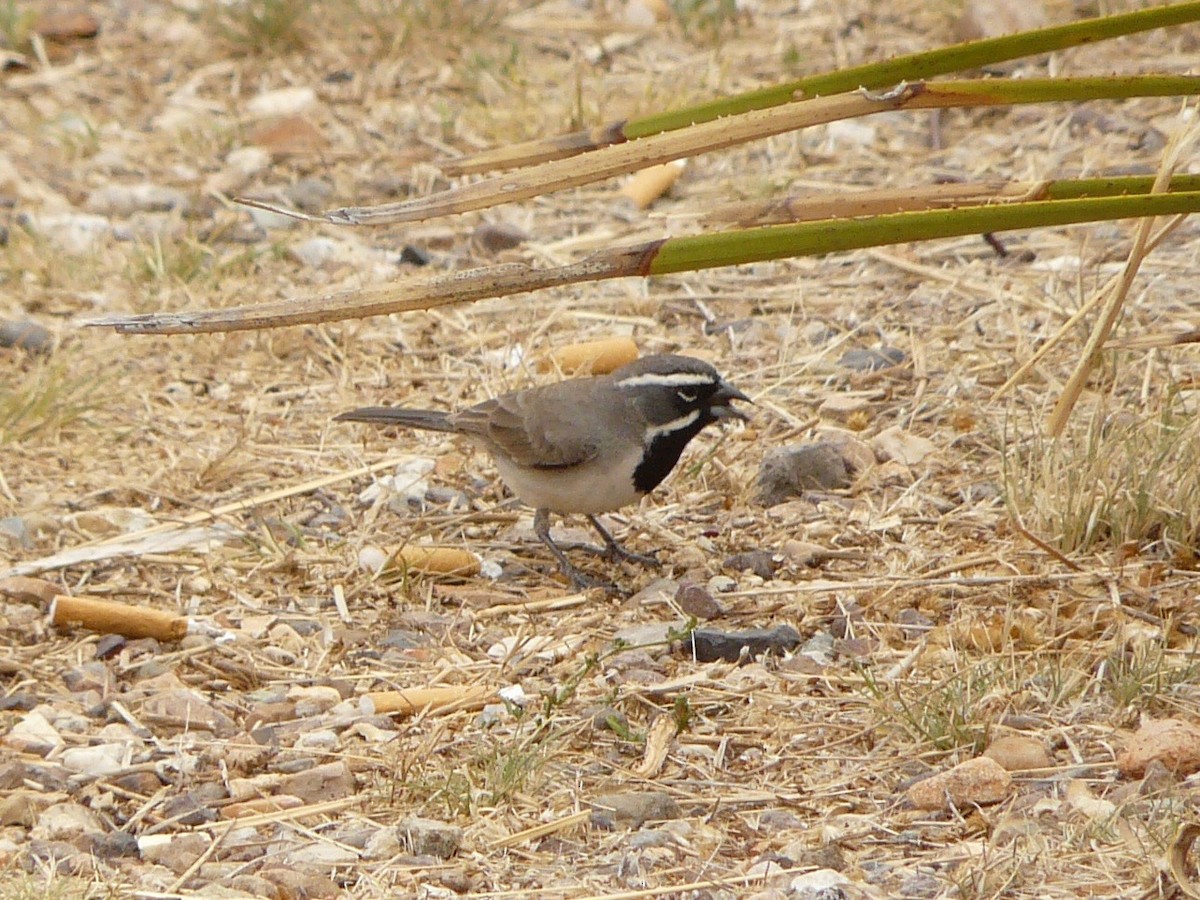 Black-throated Sparrow - Dave Williams