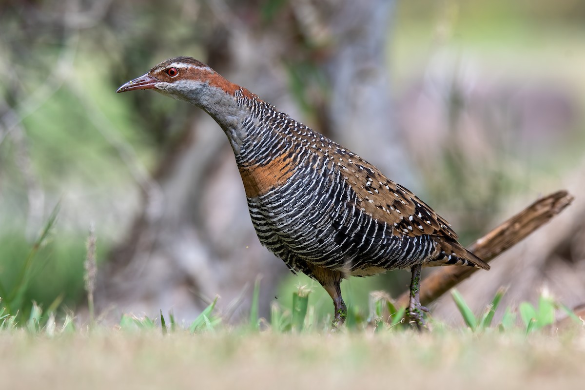 Buff-banded Rail - Cary Lewis