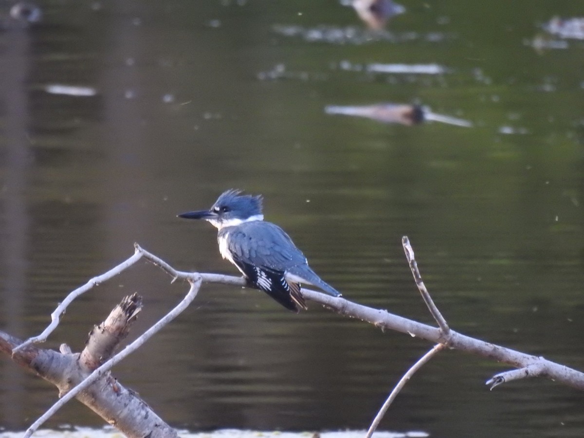 Belted Kingfisher - ML268005831