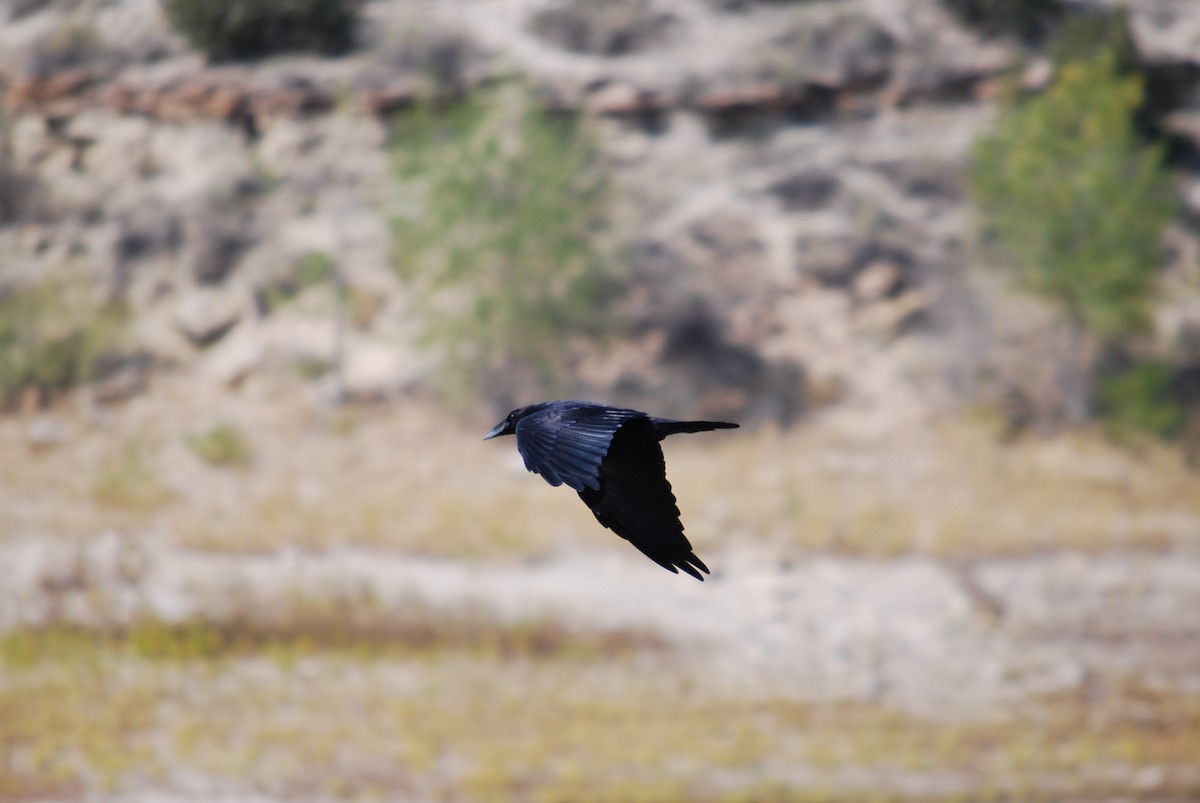 Common Raven - Cinnamon Bergeron