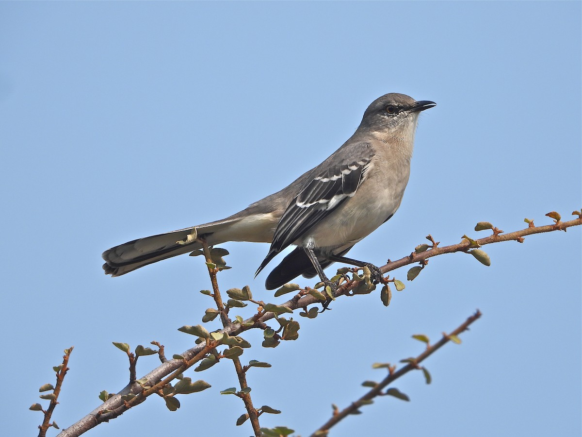 Northern Mockingbird - Pair of Wing-Nuts