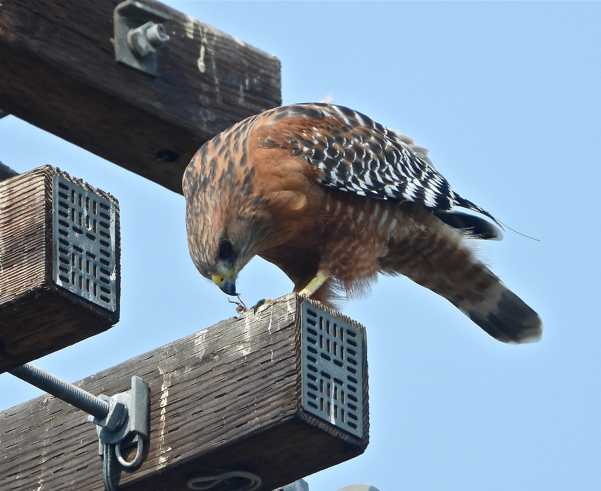 Red-shouldered Hawk - Pair of Wing-Nuts