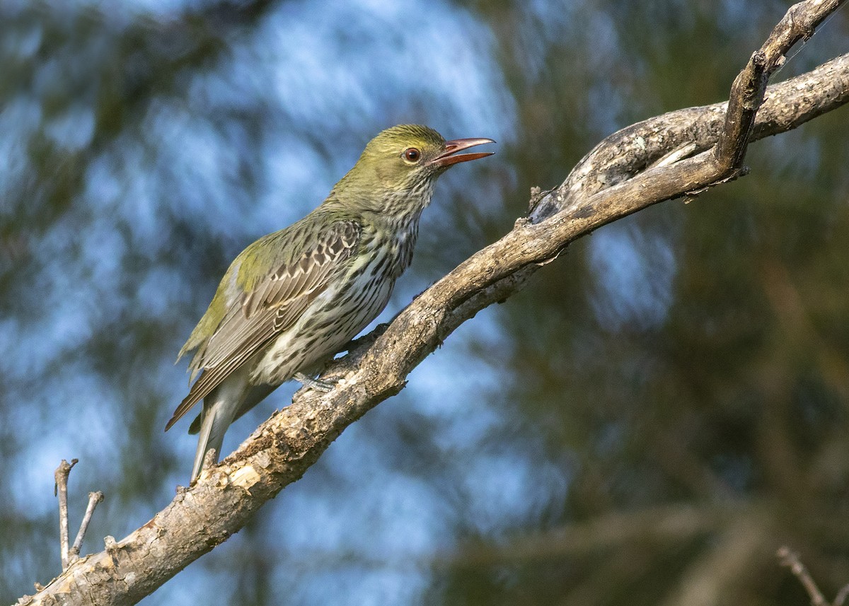 Olive-backed Oriole - Stephen Murray