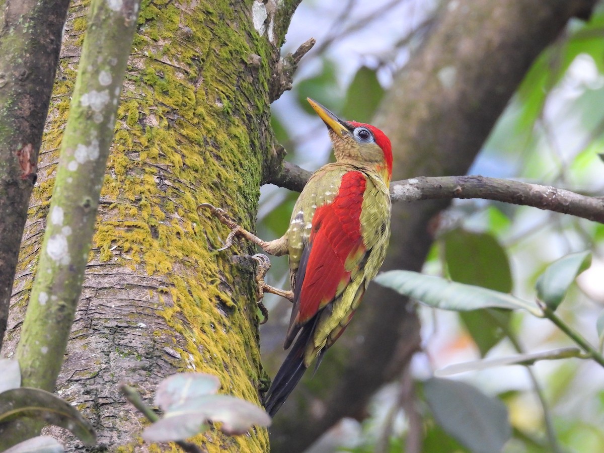 Crimson-winged Woodpecker - ML268018441