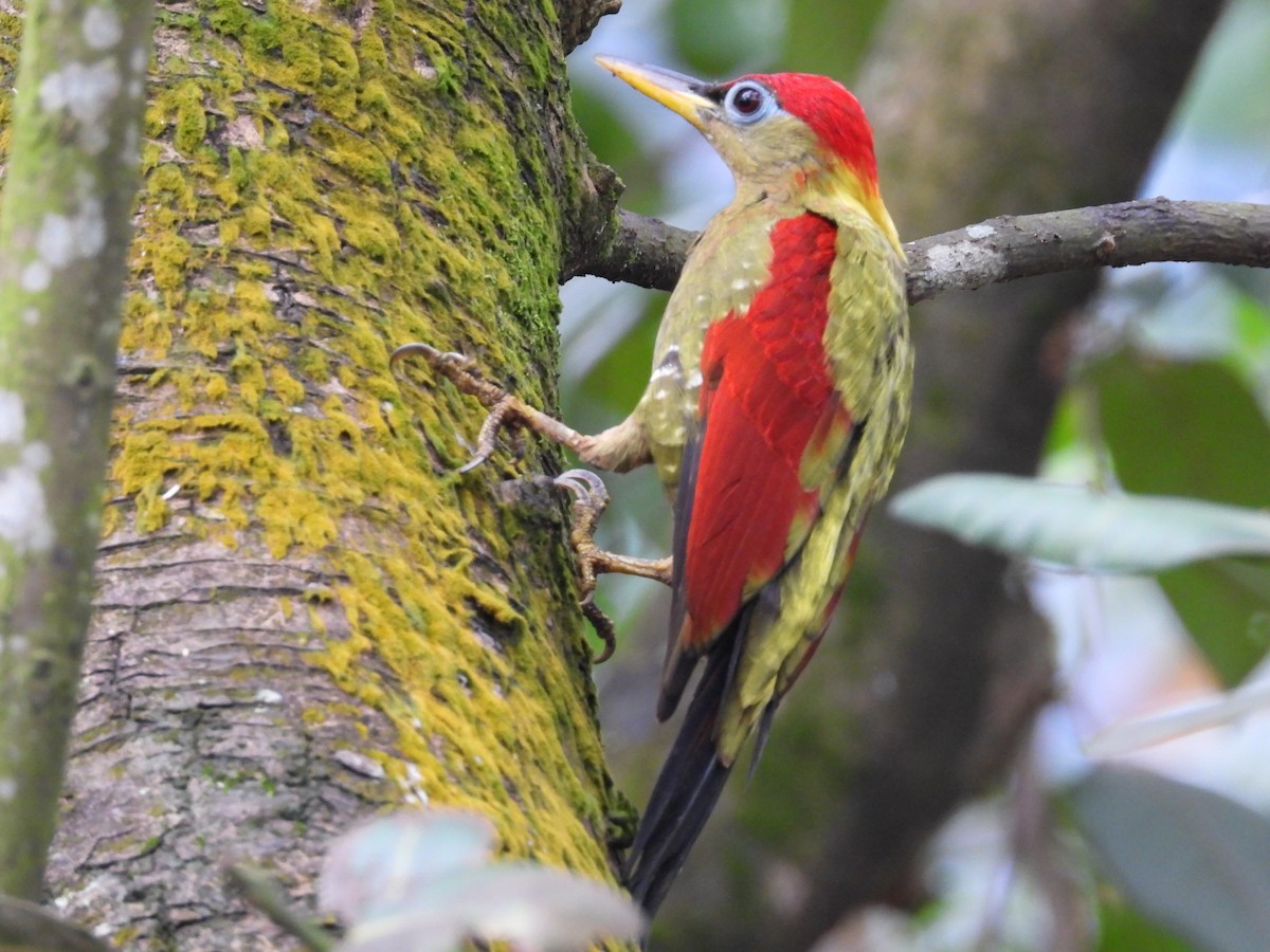 Crimson-winged Woodpecker - Alisha Tay