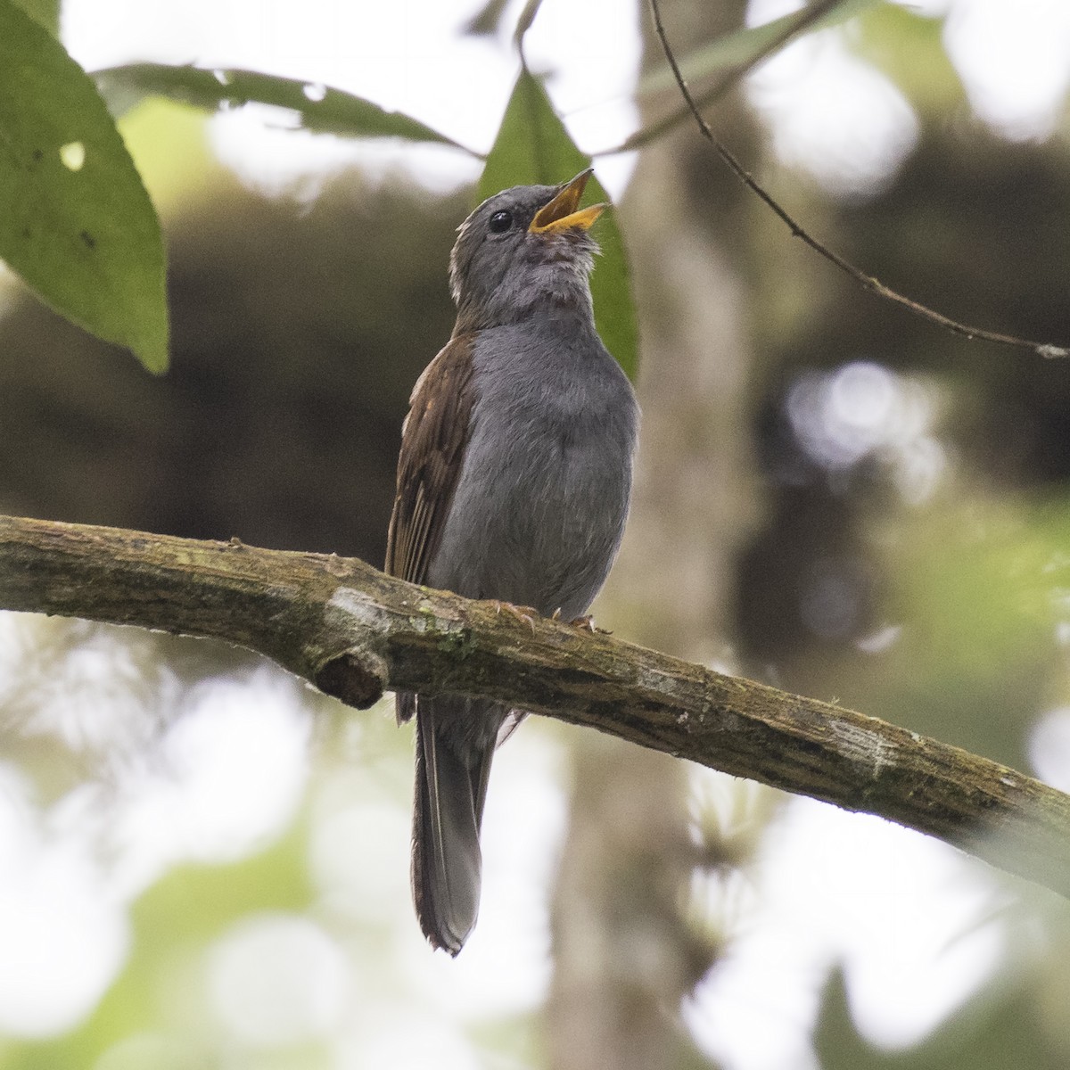 Andean Solitaire - Peter Hawrylyshyn