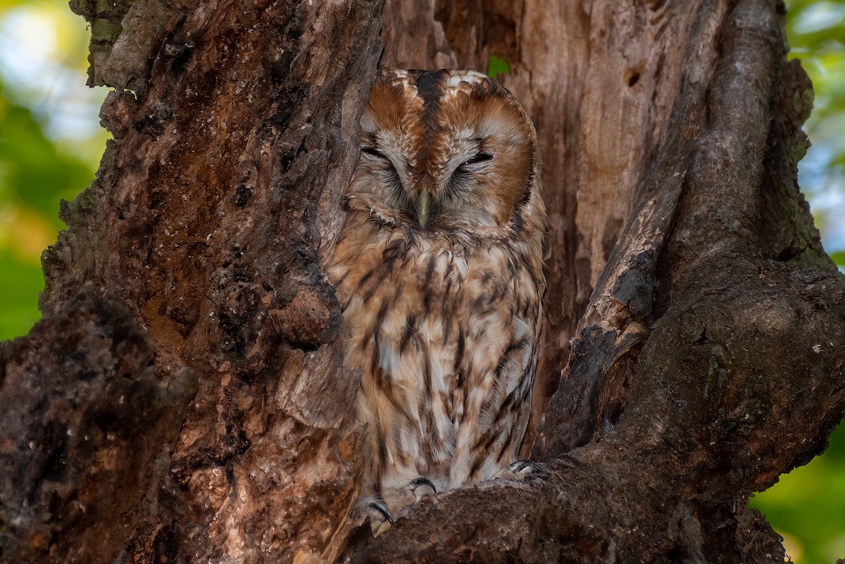 Tawny Owl - Dmytro P
