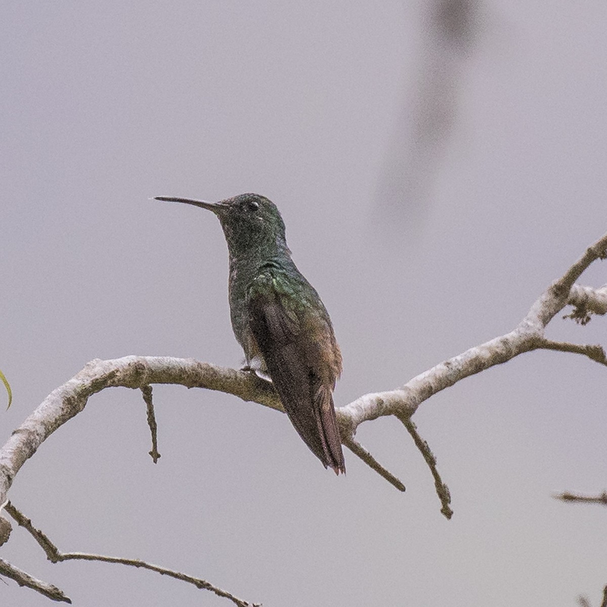 Green-bellied Hummingbird - Peter Hawrylyshyn