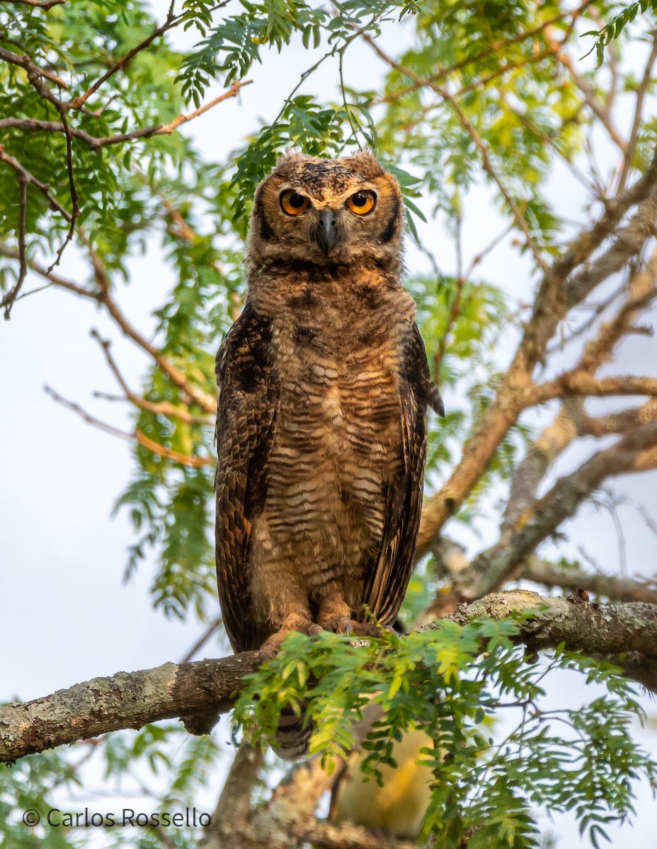 Great Horned Owl - ML268026191