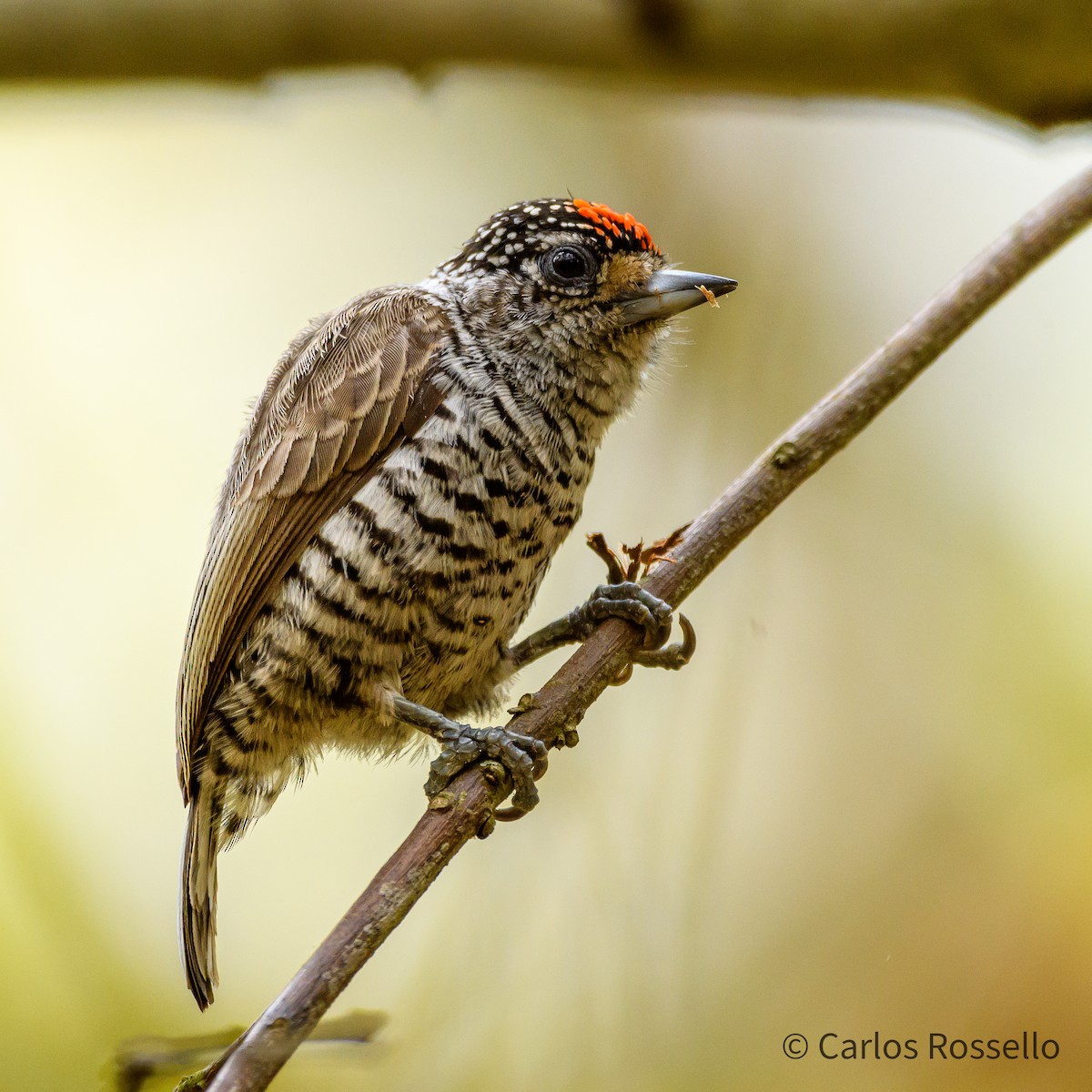 White-barred Piculet - ML268026381