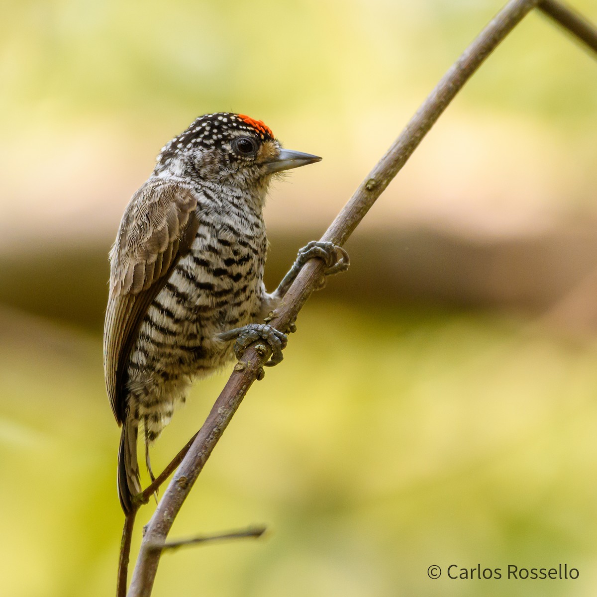 White-barred Piculet - ML268026391