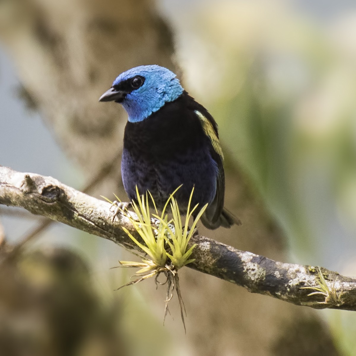 Blue-necked Tanager - ML26802711