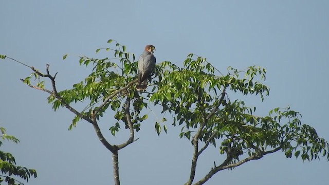 Red-necked Falcon - ML268028081