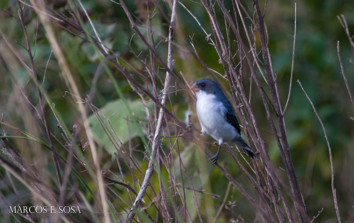 White-bellied Seedeater - ML268032371