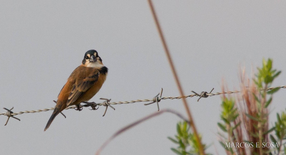 Rusty-collared Seedeater - ML268032451