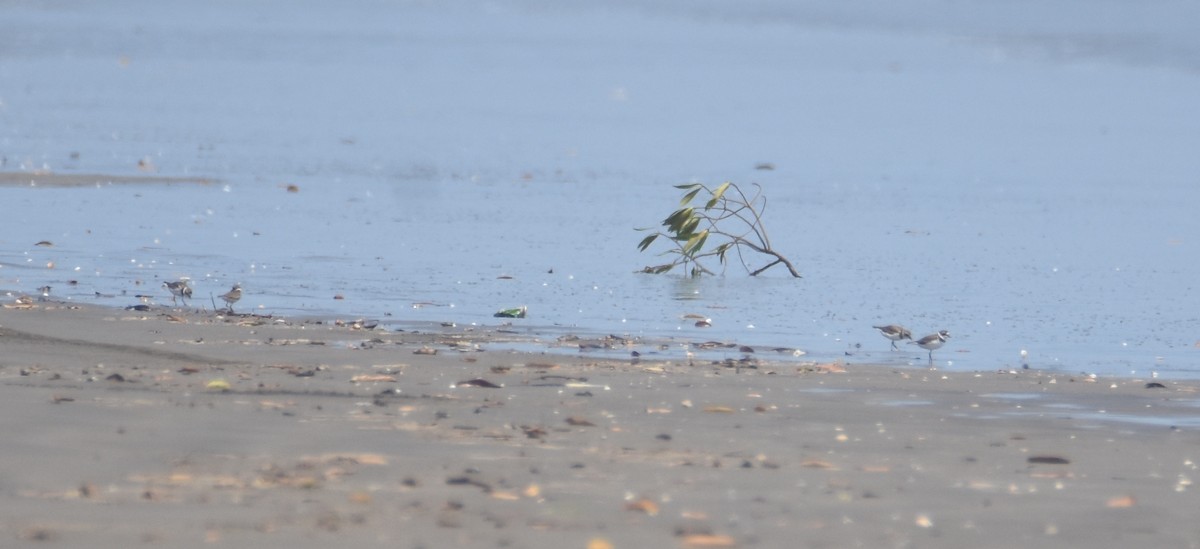 Semipalmated Plover - ML26803991