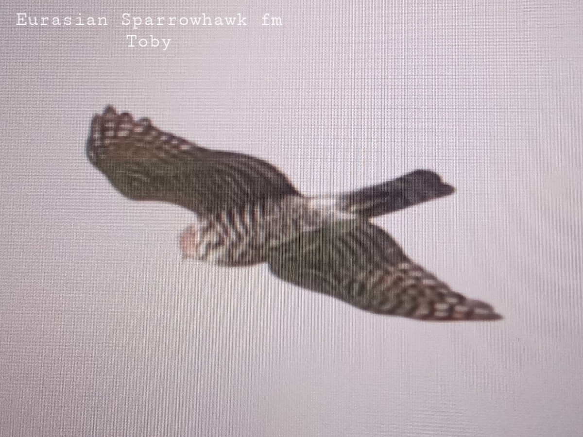 Eurasian Sparrowhawk - Trung Buithanh