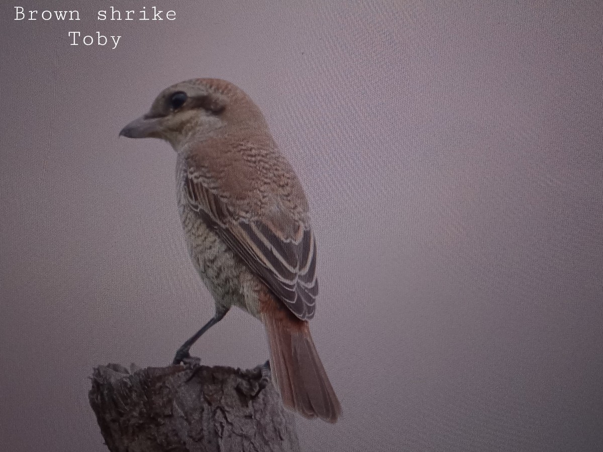 Brown Shrike - ML268045291