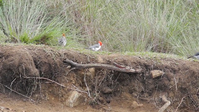 Red-crested Cardinal - ML268045531