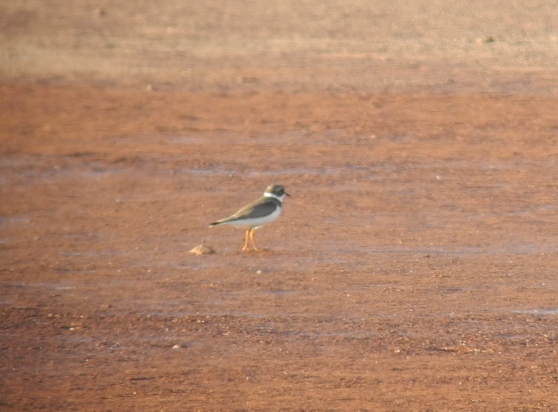 Semipalmated Plover - ML268046061
